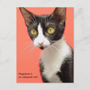 Topenga - Lycka är en adopterad katt! Postkort Vykort