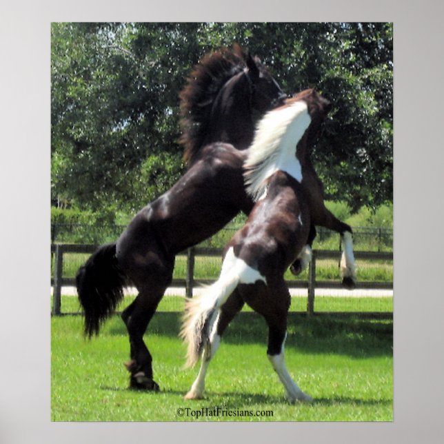 TopHatFriesians.com Poster (Framsidan)