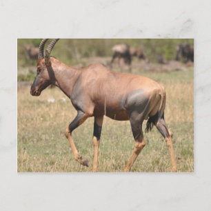 Topi (Antelope) i Serengeti Vykort
