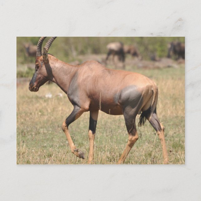 Topi (Antelope) i Serengeti Vykort (Framsida)
