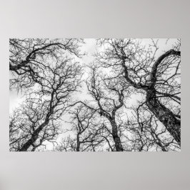 Toppar av Crooking, Bare Träd Poster