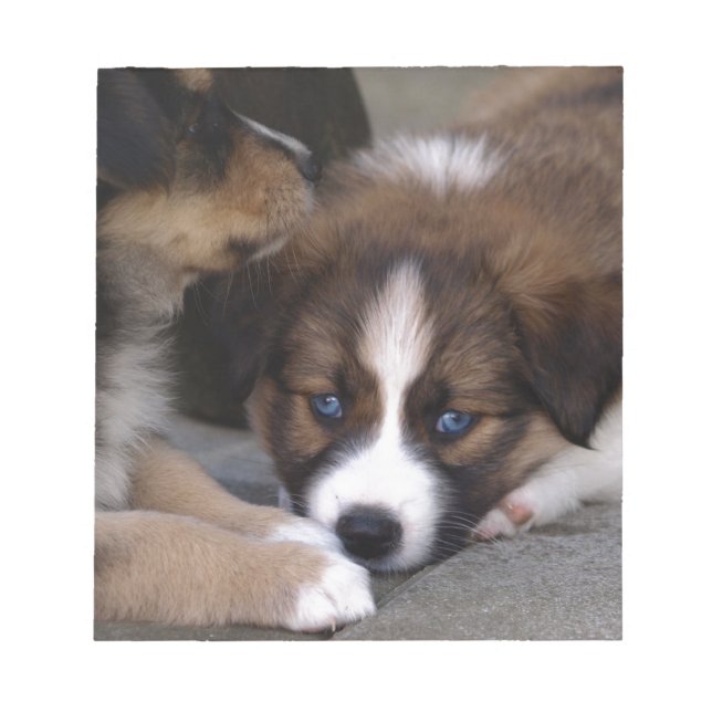 Toppen Cute Australian shepherd Puppy Anteckningsblock (Framsida)