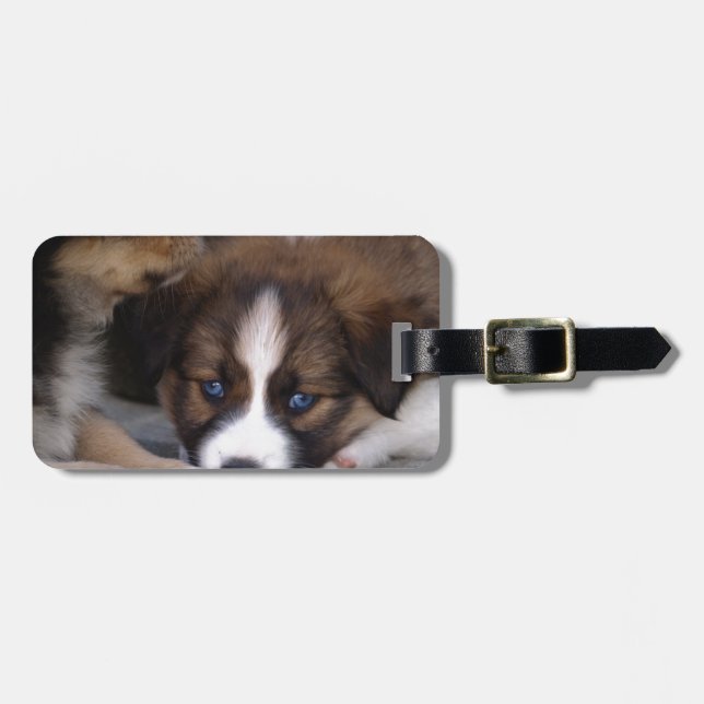 Toppen Cute Australian shepherd Puppy Bagagebricka (Horisontell Framsida)