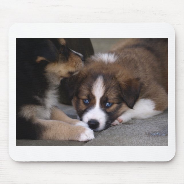 Toppen Cute Australian shepherd Puppy Musmatta (Framsidan)