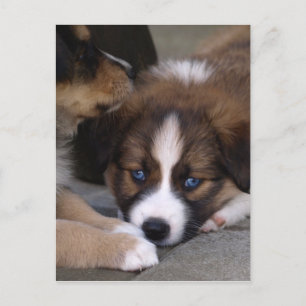 Toppen Cute Australian shepherd Puppy Vykort