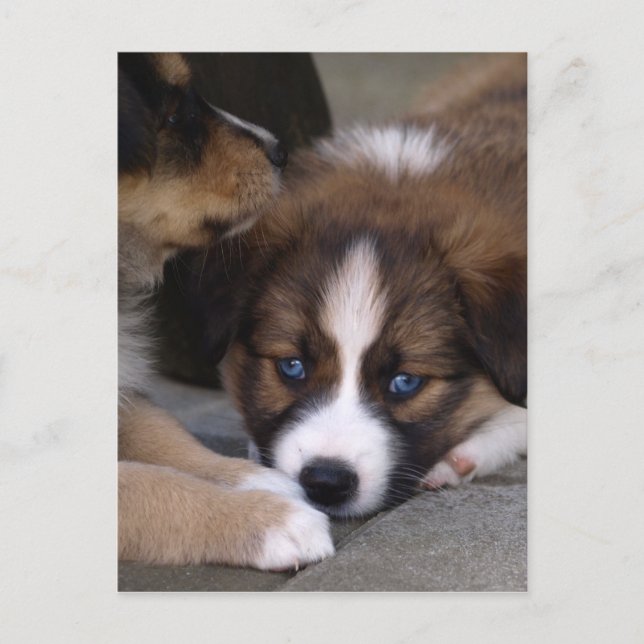 Toppen Cute Australian shepherd Puppy Vykort (Framsida)