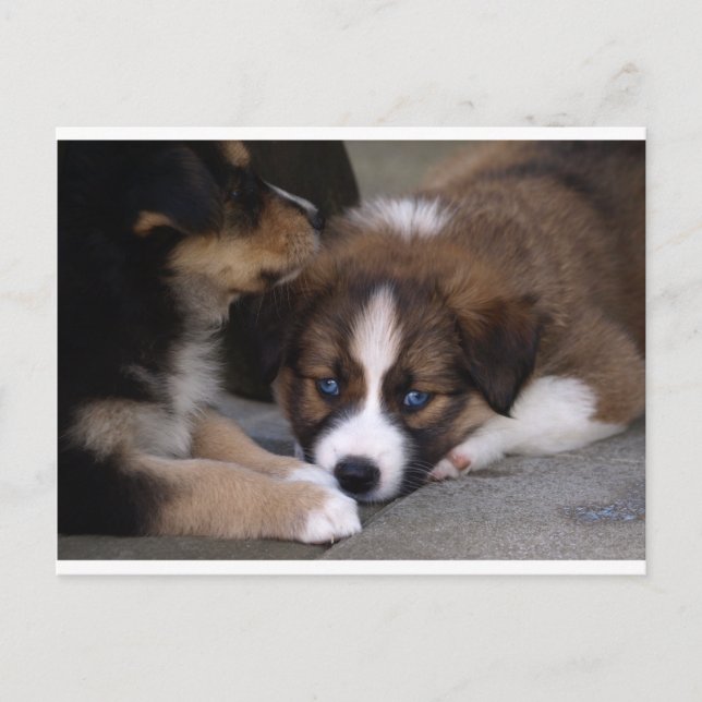 Toppen Cute Australian shepherd Puppy Vykort (Framsida)