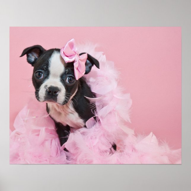 Toppen Cute Boston Terrier Puppy Wearing A Boa Poster (Framsidan)