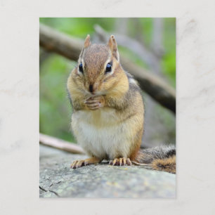 Toppen Cute Chipmunk Posing Sweetly Vykort