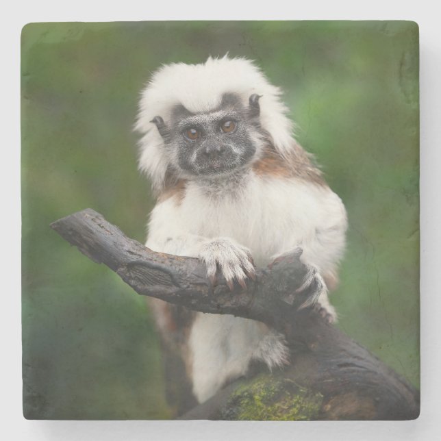 Toppen Cute Cotton Top Tamarin Primat Stenunderlägg (Framsidan)