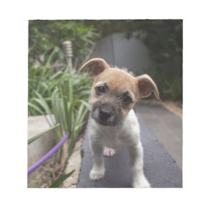 Toppen Cute Gräns Terrier puppy Anteckningsblock