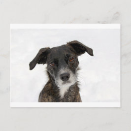Toppen Cute Hund i Snö. Vykort