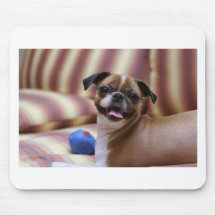 Toppen Cute hund med sin favorit boll