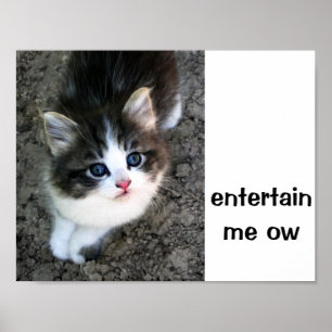 TOPPEN CUTE Kitten Anpassade Poster