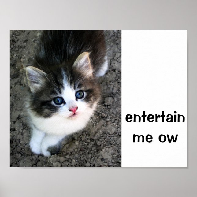 TOPPEN CUTE Kitten Anpassade Poster (Framsidan)