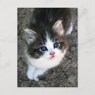Toppen Cute Kitten Cat Photographic Vykort