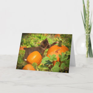 Toppen Cute Kitten i Pumpkin Patch Halloween Kort