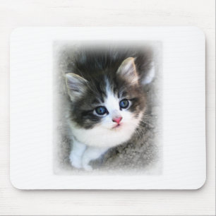 TOPPEN CUTE Kitten Porträtt-foto Musmatta