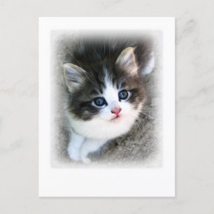 TOPPEN CUTE Kitten Porträtt-foto Vykort