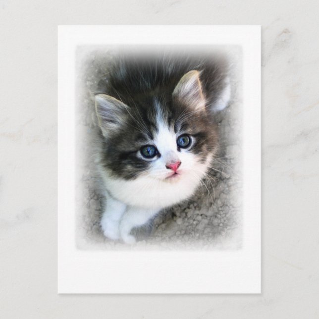 TOPPEN CUTE Kitten Porträtt-foto Vykort (Framsida)