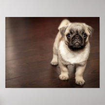 Toppen Cute Pug