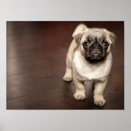 Toppen Cute Pug Poster