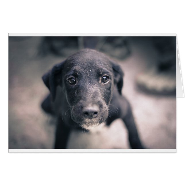 Toppen Cute Puppy Hund Hälsningskort (Framsidan Horizontal)