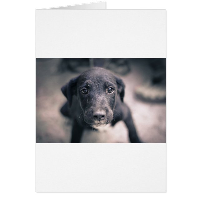 Toppen Cute Puppy Hund Hälsningskort (Framsidan)