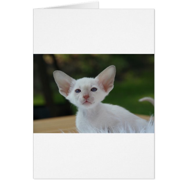 Toppen Cute Siamese Kitten Hälsningskort (Framsidan)
