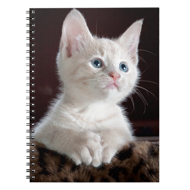 Toppen Cute White Kitten Anteckningsbok Med Spiral (Framsidan)