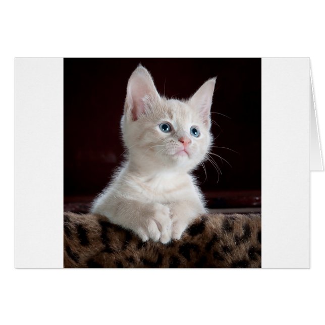 Toppen Cute White Kitten Hälsningskort (Framsidan Horizontal)