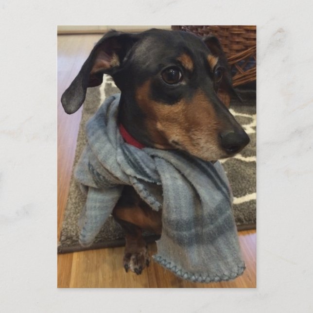 Toppen Hund! Vykort (Framsida)