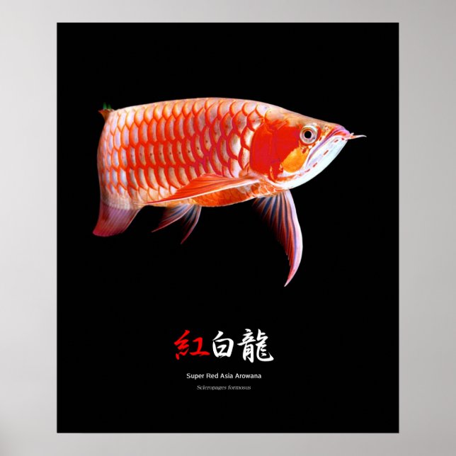 Toppen Red Arowanaの ポ ス タ ー,nr.01 Poster (Framsidan)