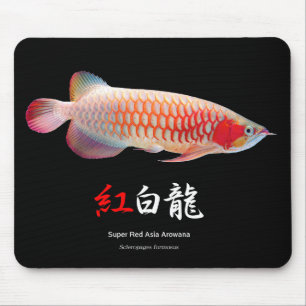 "Toppen Red Arowana"の 優 良 製 品 2 Musmatta
