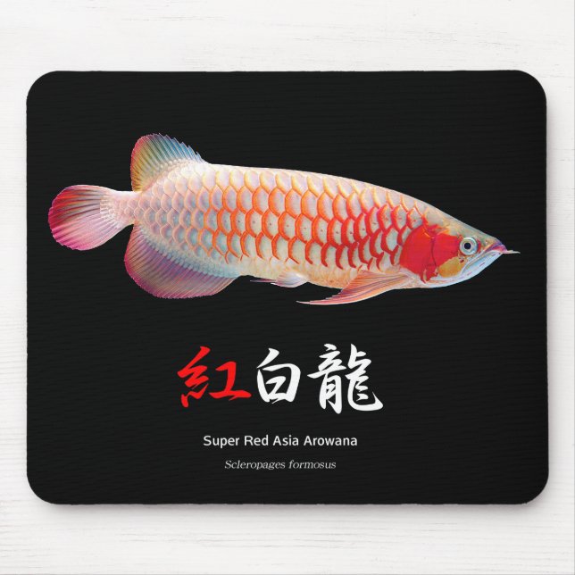 "Toppen Red Arowana"の 優 良 製 品 2 Musmatta (Framsidan)