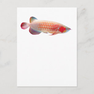 "Toppen Red Arowana"の 優 良 製 品 2 Vykort