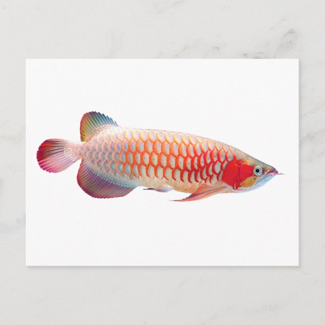 Toppen Red Arowana Vykort (Framsida)