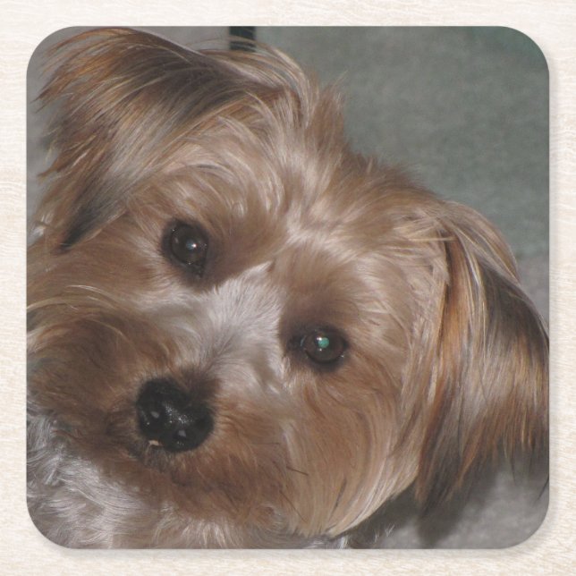 Toppen Sweet Yorkie Underlägg set Papper Kvadrat (Framsidan)