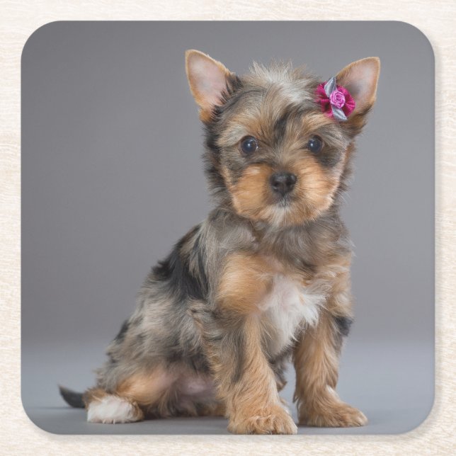 Toppen Sweet Yorkshire Terrier (Yorkie) Puppy Underlägg Papper Kvadrat (Framsidan)
