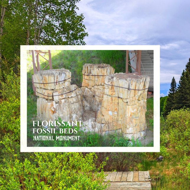 Toppmötena i Trio i Träd, florisont Fossil Beds, C Vykort (Skapare uppladdad)