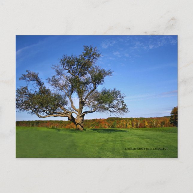 Topsmead statlig skog, Litchfield CT vykort (Framsida)