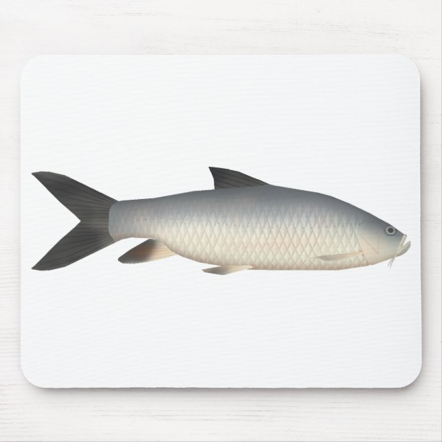 Tor Mahseer Musmatta (Framsidan)
