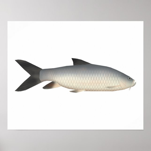 Tor Mahseer Poster (Framsidan)