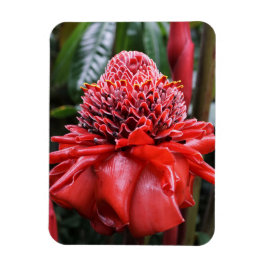 Torch Ginger Magnet