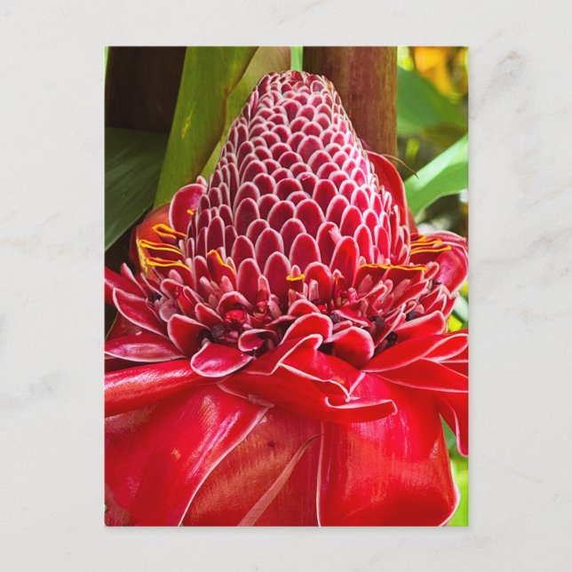 Torch Ginger Vykort (Framsida)