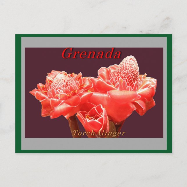 Torch Ginger Vykort (Framsida)