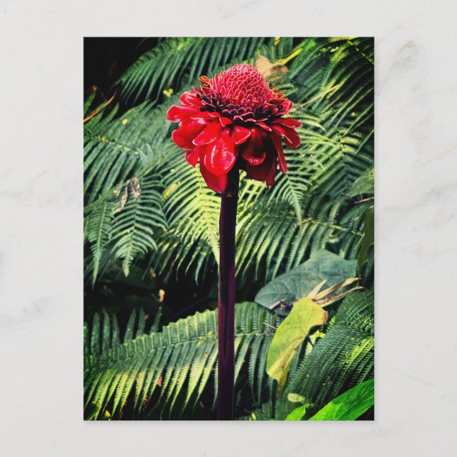 Torch Ginger Vykort (Framsida)