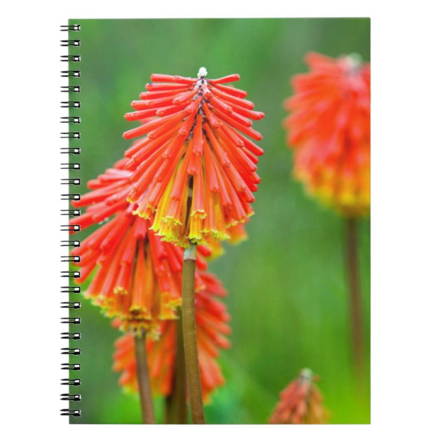 Torch Lily (Kniphofia Uvaria), Westernare Kap Anteckningsbok Med Spiral (Framsidan)