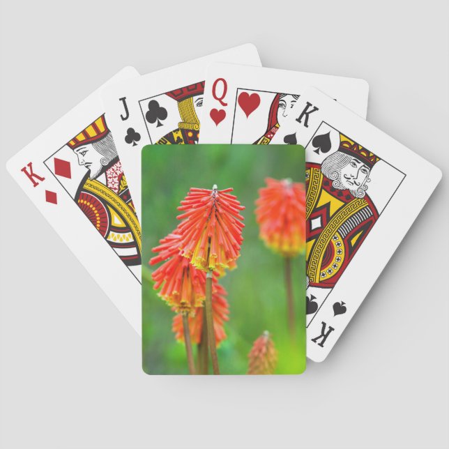 Torch Lily (Kniphofia Uvaria), Westernare Kap Kortlek (Baksidan)