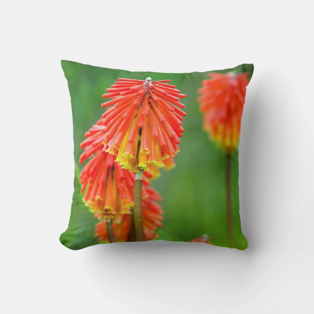 Torch Lily (Kniphofia Uvaria), Westernare Kap Kudde (Framsida)
